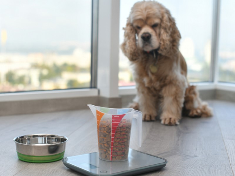 suha hrana za pse ima visoko energijsko vrednost